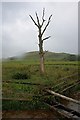 Water Trough and Dead Tree