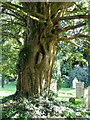 Yew tree, The Church of St Peter and Holy Cross