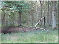 Fallen Birch in Epping Plain