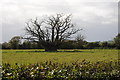 Huge oak tree