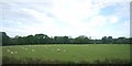 TQ0621 : Sheep grazing, North Heath Farm by N Chadwick