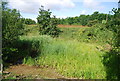 Dried out pond, Hornchurch Country Park