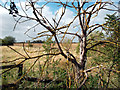 Field and Dead Elm