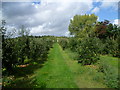 Apple orchards at Egerton