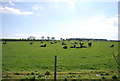 Cattle by Station Rd