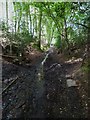 Bridleway heading towards Farley Green in Winterfold Wood