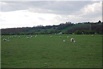 TQ8817 : Sheep in the Brede Valley by N Chadwick