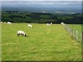 SO1386 : Sheep grazing beside the Kerry Ridgeway by Oliver Dixon