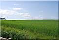 NU2025 : Wheat field south of Brunton Airfield by N Chadwick
