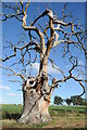 SO8732 : Dead oak tree by Philip Halling
