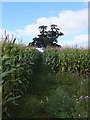 Exe Valley Way crossing a field of maize