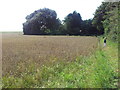 Footpath & wheatfields