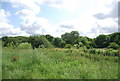 Ingrebourne Valley Local Nature Reserve