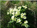 Primroses (Primula vulgaris), St Abbs Churchyard