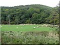 Sheep pasture in the sheltered valley