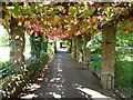 Inside the pergola in Ruskin Park