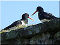 Oystercatchers (Haematopus ostralegus)