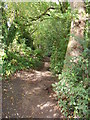 Woodland path near St James