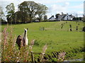 Llama at Barmurrie