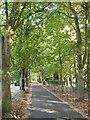 Tree lined avenue on the Greensand Way