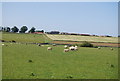 Sheep, Tughall Grange