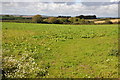 Field near The Glom Farm