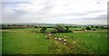 Sheep by the West Coastway Line