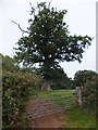 A solitary tree in a field beside Hensleigh Road