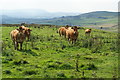 Cows on Knarrs Hill