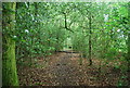 Serpent Trail, Barfold Copse