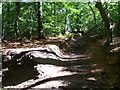 The Greensand Way ascending from the west to Ewhurst Windmill