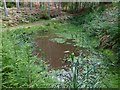 Pond on the eastern side of Winterfold Wood