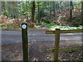 Bridleway on the eastern side of Winterfold Wood crosses track