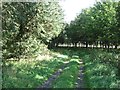 NT9834 : Woodland track, Fenton by Richard Webb