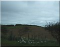 Farmland near Westfields Farm