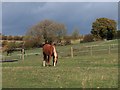 Horse grazing in pasture adjacent to Plumbley Hall Farm