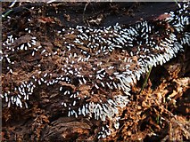 NS3977 : A slime mould - Stemonitopsis typhina by Lairich Rig