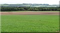 Arable land, Whitfield