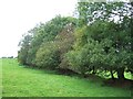 Trees beside the Exe Valley Way