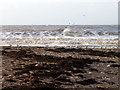 Seaweed on the beach, Doniford