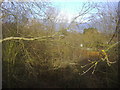 View through the trees from Crews Hill station entrance