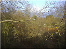 TL3000 : View through the trees from Crews Hill station entrance by David Howard