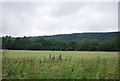 Wheat and woodland, Ryarsh