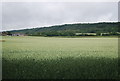 Wheat field, Park Farm