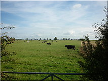 TA0837 : Cows grazing in fields down Drove Lane by Ian S