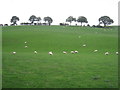 Sheep on  a Cheshire hillside