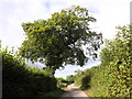 Wayside tree on the lane to Stolford Bridge