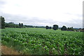 Field of Maize