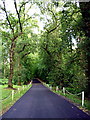N6087 : The tunnel of overarching trees, a feature of the entrance road to the Park Hotel, Virginia by D Gore