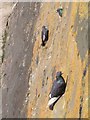 Pigeons on sea wall, Clevedon